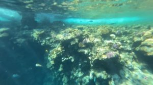 Как выглядит коралловый риф у отеля The Grand Hotel Sharm El Sheikh 5*