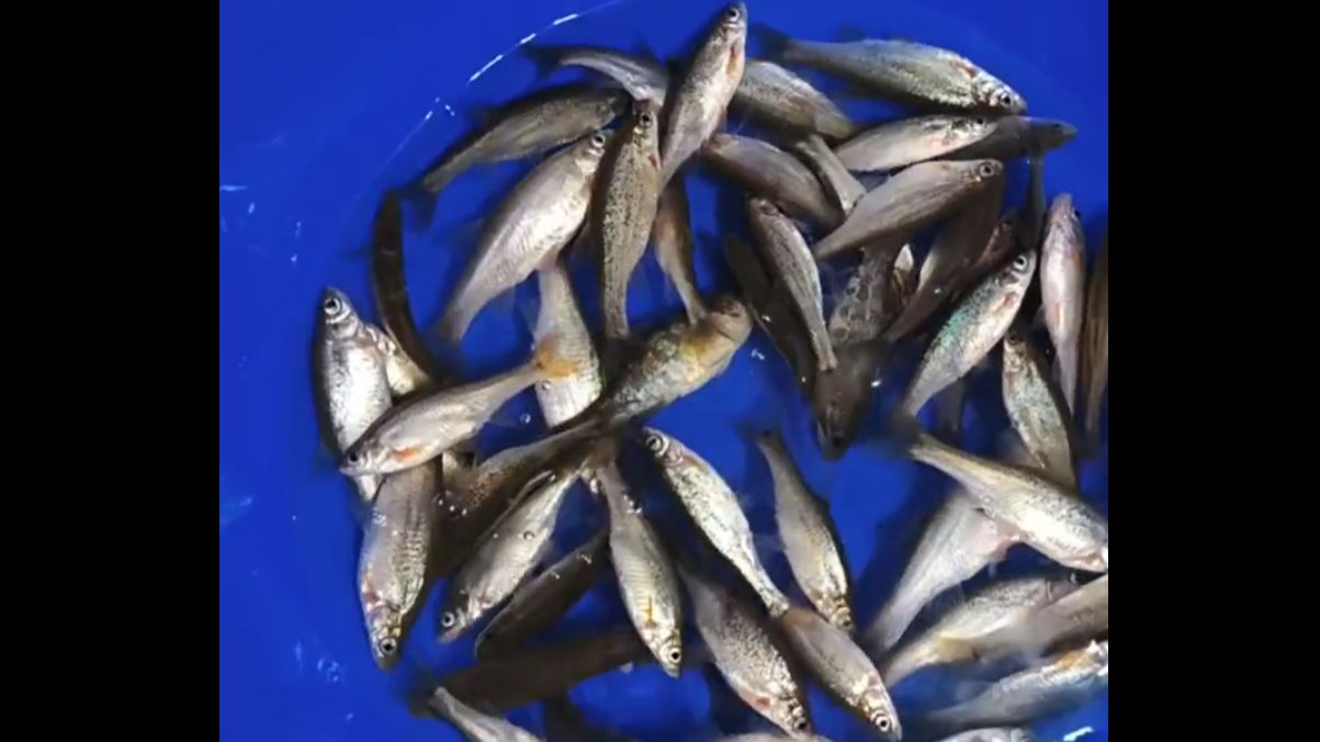 Зимняя рыбалка на Ротана на озерах с. Тельмана (Хабаровск). За Живцом.