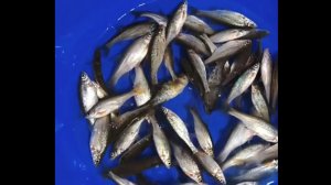 Зимняя рыбалка на Ротана на озерах с. Тельмана (Хабаровск). За Живцом.