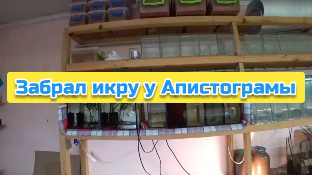 Забрал икру у Апистограмы