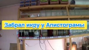 Забрал икру у Апистограмы