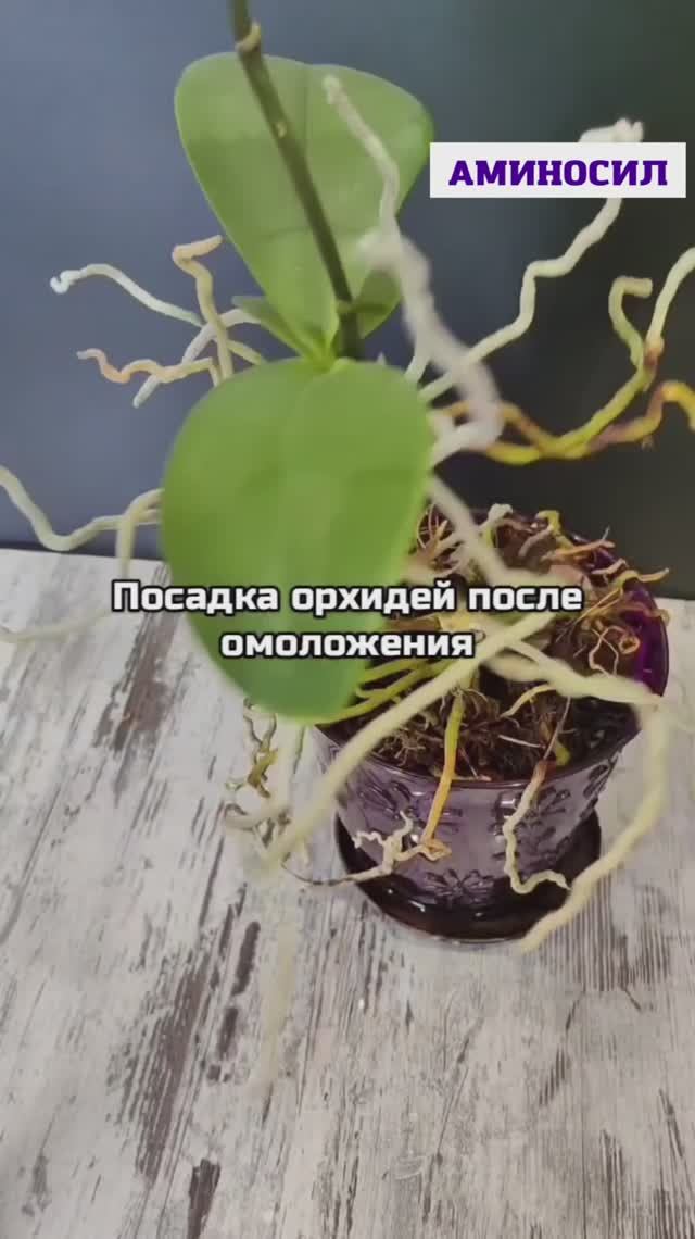 Посадка орхидей после омоложения.