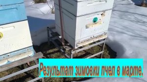 Пчелы выжили после зимы или нет?  Результат зимовки пчел, проверяем пасеку  в конце  марта.