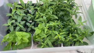 Обход теплицы, в которой не была аж один день)) Переваливаю рассаду цветов в больший объём.