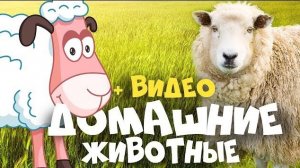 ДОМАШНИЕ ЖИВОТНЫЕ + ВИДЕО + ЗВУКИ ЖИВОТНЫХ || развивающие мультики для детей