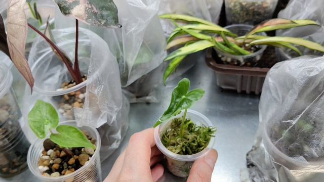 Адаптация комнатных растений к новым условиям. Мои новиночки марта 2026.