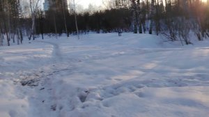 прогулка по лесу  с ликёром ч.1