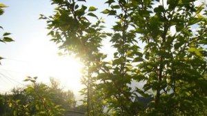 "Мне нравится" музыка Микаэла Таривердиева и  стихи Марины Цветаевой❤️🩷🧡🌹🎼🎶