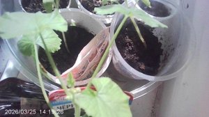 Тщательный обзор кабачкового растения сорта "Чёрный Красавец" февральской посадки