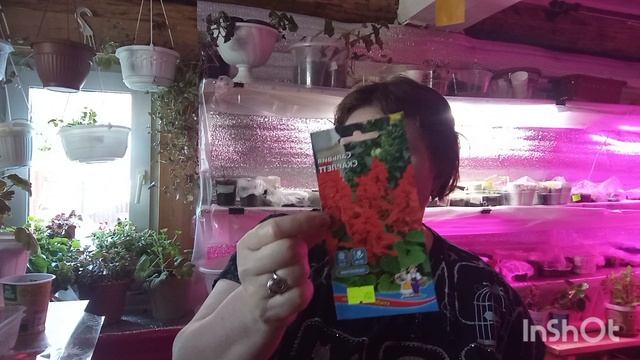 //178// Распикировала томаты.Растения для сада.