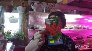 //178// Распикировала томаты.Растения для сада.