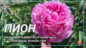 Травянистый "ALEXANDER FLEMING"/Сад Ворошиловой