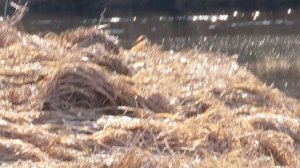 Подкрадываемся к ондатре / Ижора 23 марта 2026