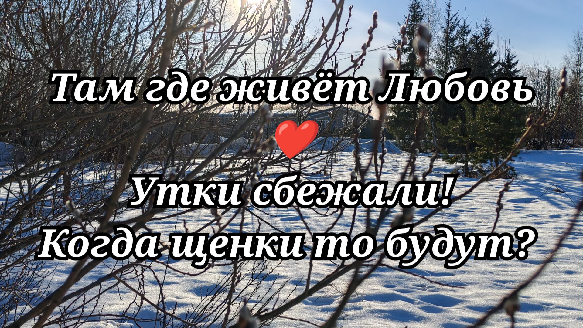 #110 Утки сбежали! Когда щенки то будут?