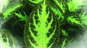 Hakumei to Mikochi - urar (Chima)