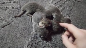 У нас прибавление :)