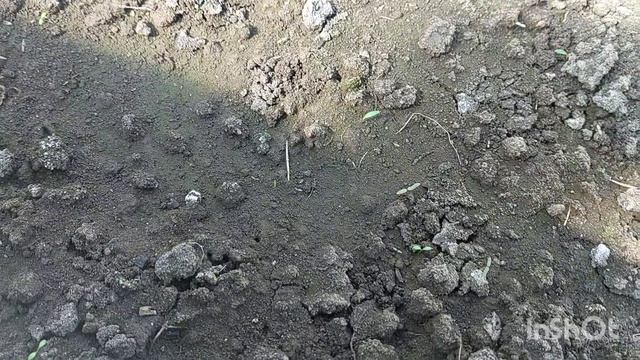 Подкормка и обрезка роз весной  Высаживаю лобелию в теплицу в марте 