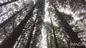 Роща секвой и Кутузовское озеро