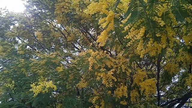 МИМОЗА ЦВЕТЕТ В СОЧИ ПАРКЕ, МАРТ 2025
