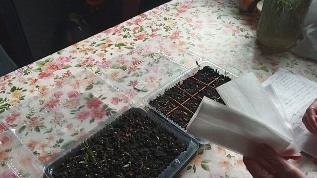 яМоя рассада в конце марта.