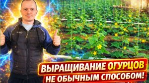 Ранние огурцы- выращивание в "колбасках" - это надо видеть!