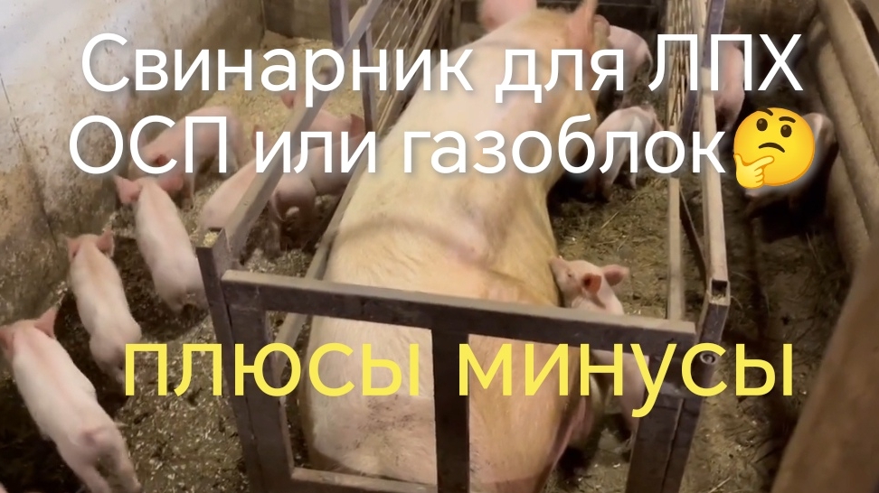 Как проявили себя сараи-свинарники каркасные и газоблочные, мои ошибки 25-03-2026