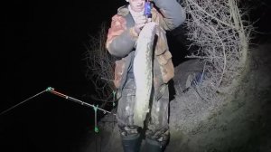 Ловля налима весной по открытой воде. Ночная рыбалка на закидушки Открытие сезона