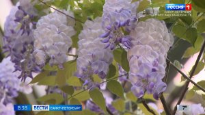 Вести Санкт-Петербург. Выпуск 08.35 от 25.03.2026