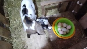 25-03-2026 В выходные запланировала убирать кур.