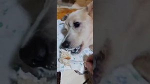 Сметанка на ужин у Снежка