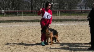 ЩЕНКИ КОБЕЛИ / КЧК НОВОРОССИЙСК 21 марта`26 K.Sozeri Моно немецких овчарок