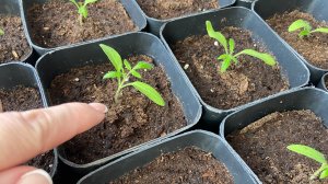 Как избежать «чёрной ножки» у рассады томатов без использования различных средств.