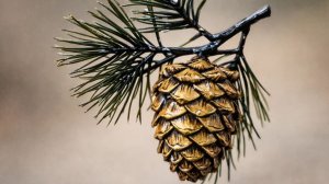 РАДМИР - гостевой дом в Алупке (Крым)