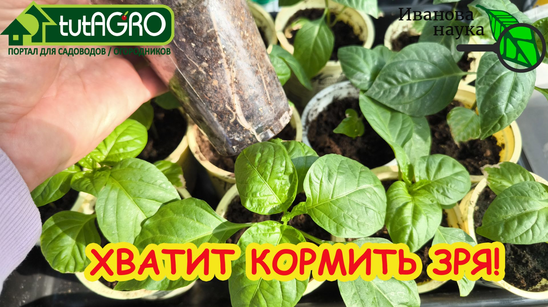 САМАЯ МОЩНАЯ ПОДКОРМКА ПЕРЦА! Рассада перца толстенькая и крепкая: мой способ для лучшего роста.