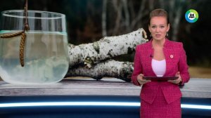 Как собирать березовый сок с пользой для себя и без вреда для природы?