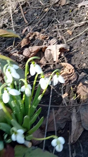 настоящий подснежник