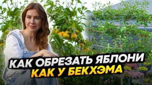 ОБРЕЗКА ПЛОДОВЫХ ДЕРЕВЬЕВ ЯБЛОНЬ И ГРУШ НА ШПАЛЕРЕ - Уникальные дерево-сад