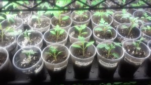 25.03.2026 Томаты второго срока посева через 2 дня после пикировки.