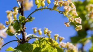 РАСЦВЕЛА СМОРОДИНА В ГОРОДСКОМ САДУ....РОМАШКИ-РОЗЫ-ВАСИЛЬКИ!