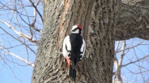 Дятел - удивительная птица!