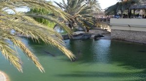 Тунис, крокодиловая ферма