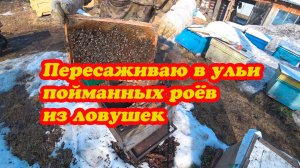 ПЕРЕСАЖИВАЮ ПОЙМАННЫЙ РОЙ, ЗИМОВАВШИЙ В ЛОВУШКЕ НА СВОЁМ МЁДЕ.
