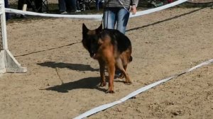 ПОДРОСТКИ КОБЕЛИ / КЧК НОВОРОССИЙСК 21 марта`26 K.Sozeri Моно немецких овчарок