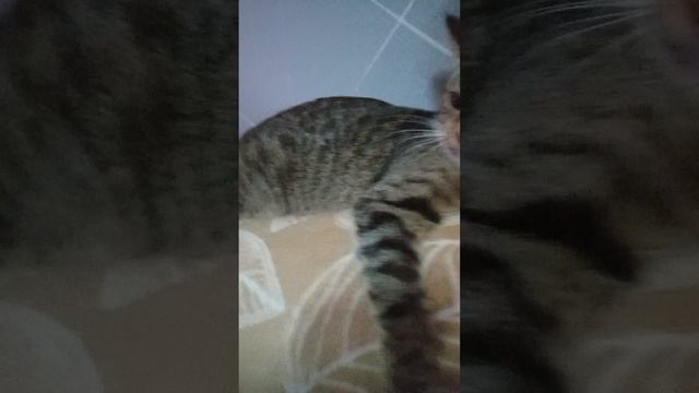 видос про то что будет Стрим Поле чудес в по московскому времени 13:00 смотреть онлайн