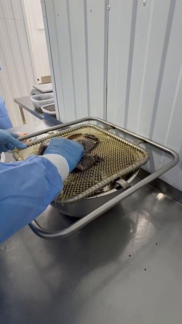 Купить чёрные икру.