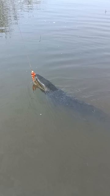 Змееголов  на лягушку 80 мм 25 гр № 4 от Mr.Musurok 🔥