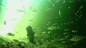 1000012484.mp4Волга гл.2м 25.03..2026г