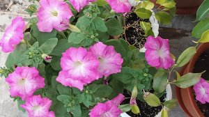 Весенняя подкормка роз/Дорогие или дешёвые препараты.