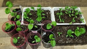 25.03.26 Рассада баклажанов.Что она не любит? Что ей необходимо? Наблюдения и выводы.