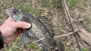 Рыбалка с долгожданным трофеем! Боковой кивок и живец в деле!